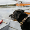 Over Under I Water Dog Collar in Duck Camo