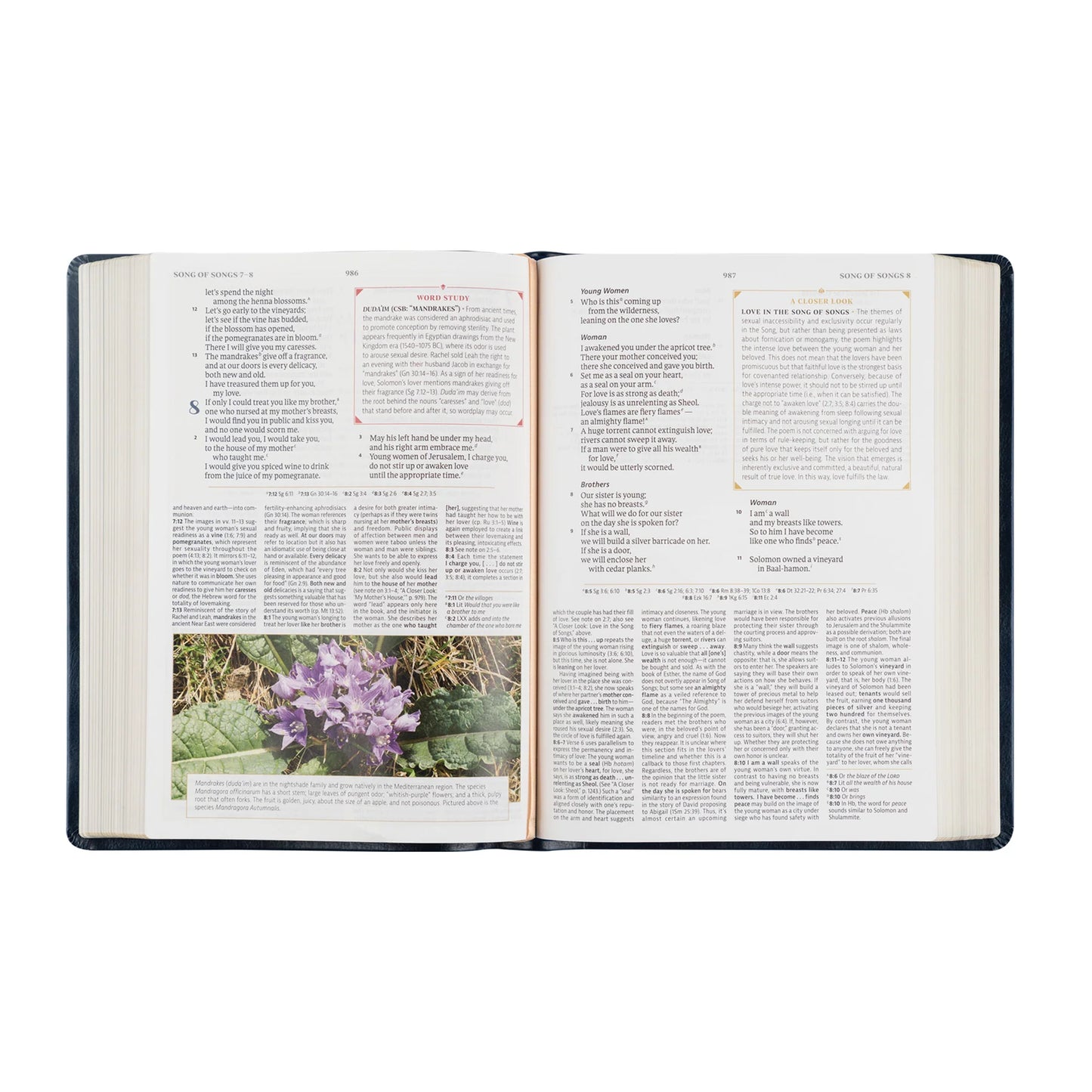 CSB Women's Study Bible: Versailles Theme