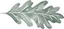Oak Leaf